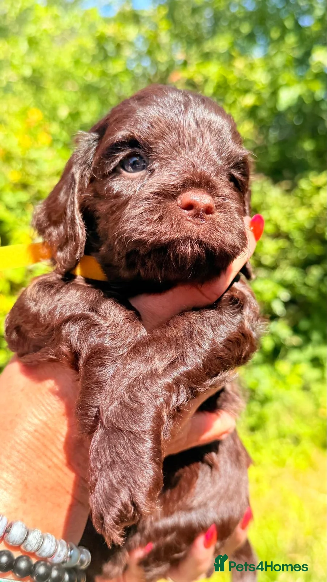 Cockapoo dogs for sale: Mini Cockapoo’s  - Advert 14