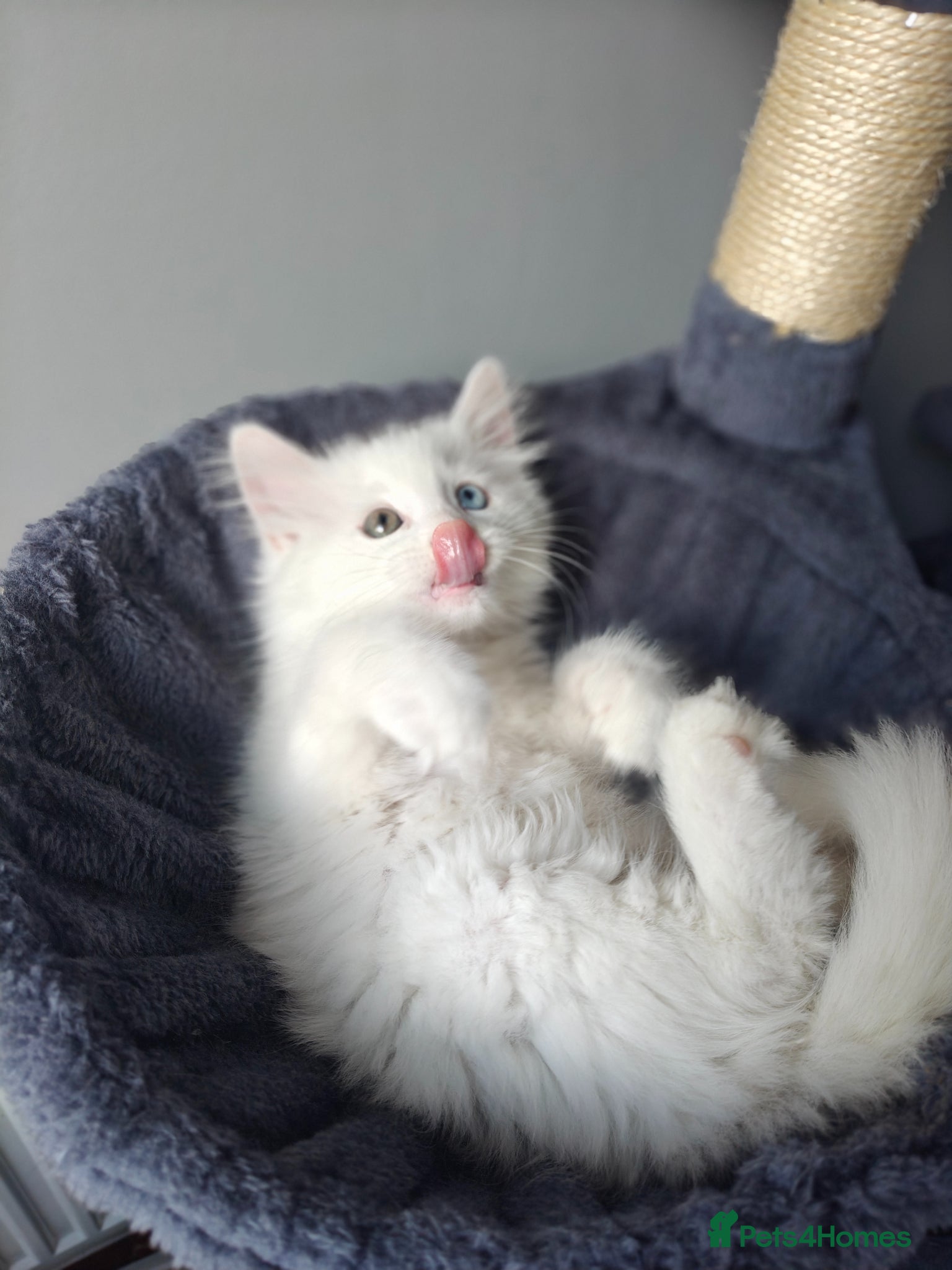 Mixed Breed cats Little cuties - Advert 1