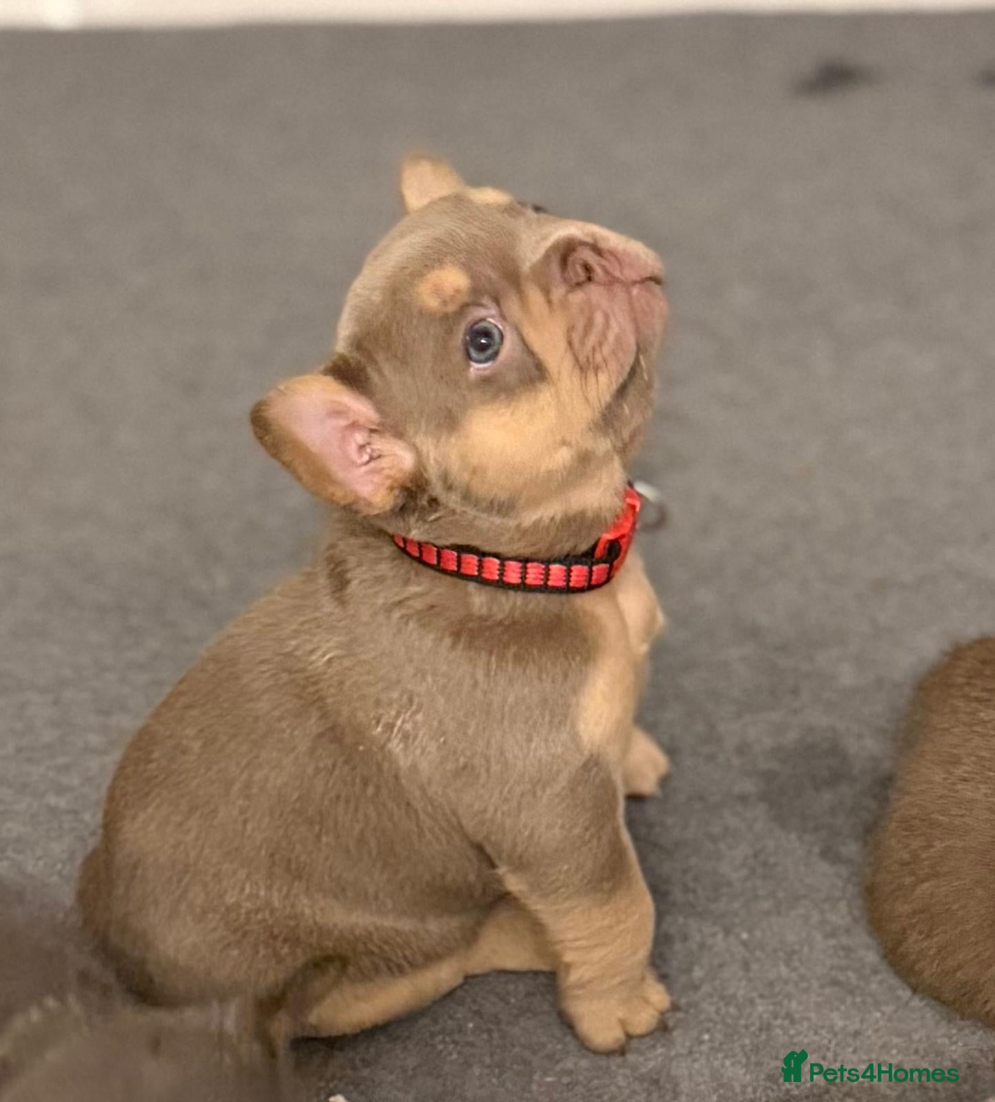 French Bulldog dogs Outstanding Frenchie pups  - Advert 5