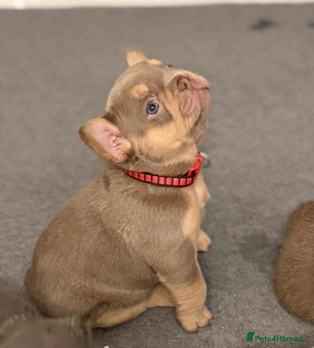 French Bulldog dogs for sale: Outstanding Frenchie pups  - Advert 1