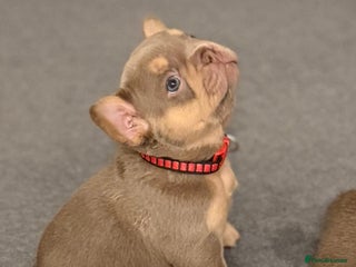 French Bulldog dogs Outstanding Frenchie pups - Advert 1
