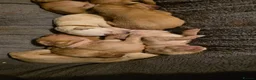 Labrador Retriever dogs for sale: Stunning labrador pups  in Spalding - Advert 11