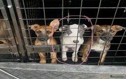 Whippet dogs for sale: Blue & White parti bitch puppy - Image 10