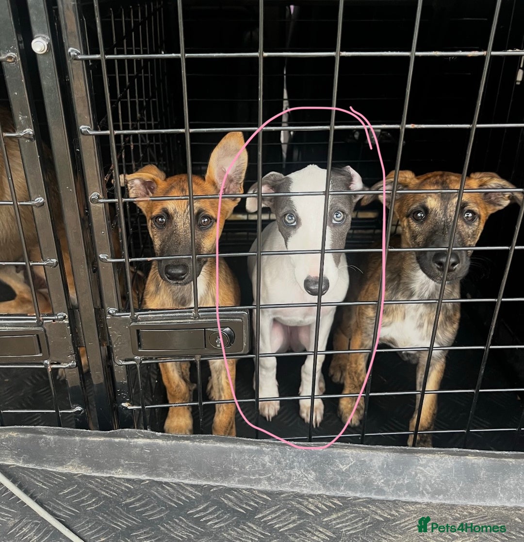 Whippet dogs for sale: Blue & White parti bitch puppy - Image 10