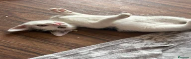 Domestic Shorthair 2