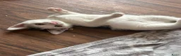 Domestic Shorthair cats for sale: 5 Kittens available  - Advert 9