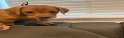 Labrador Retriever dogs for sale: 2 BOYS LEFT KC Registered Fox Red Labrador Puppies - Advert 4