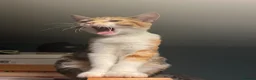 Domestic Shorthair cats for sale: 3 Year old Calico - Advert 9