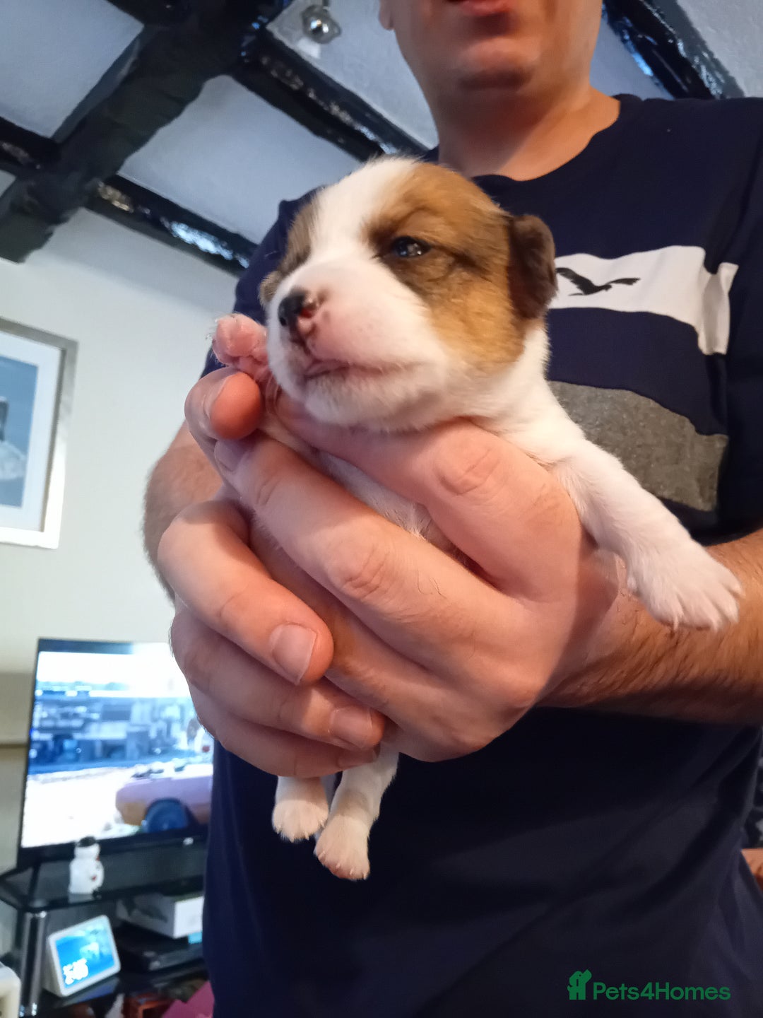 Jack Russell dogs for sale: 6 beautiful Jack russells available  - Advert 12