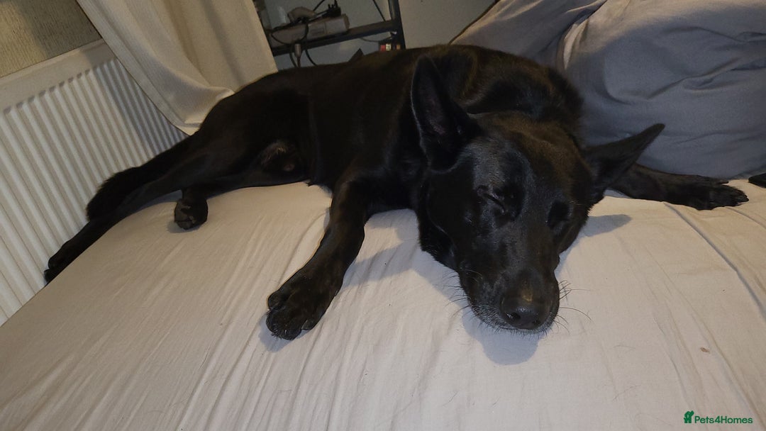 Belgian Shepherd Dog dogs for sale: Black Male Belgium Shepherd  - Image 1