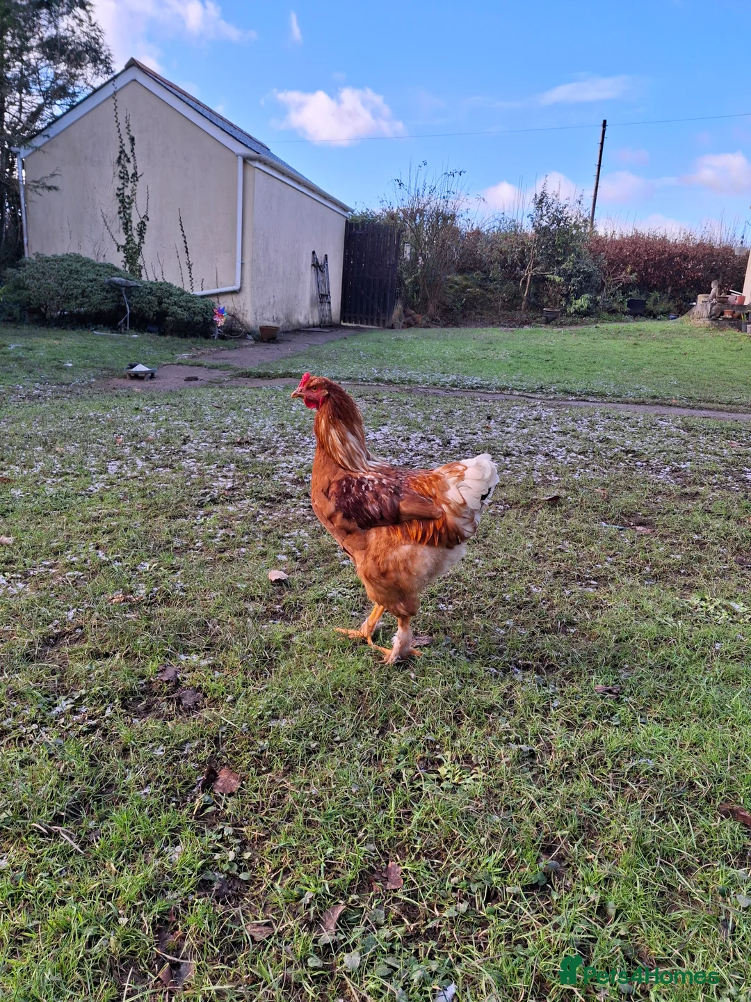 Chickens poultry for sale: Beautiful Brahma and Brahma cross cockerels - Advert 2