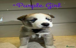 Siberian Husky dogs for sale: Husky Puppies 🩵🩷 - Image 21