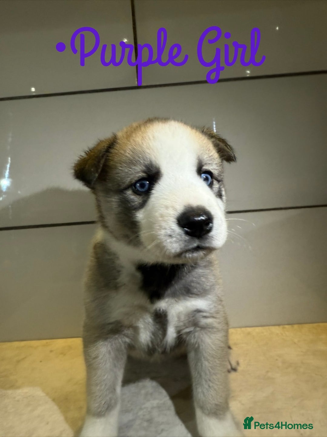 Siberian Husky dogs for sale: Husky Puppies 🩵🩷 - Image 21