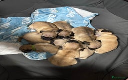 Pug dogs for sale: pugs, 3 fawn left - Image 4