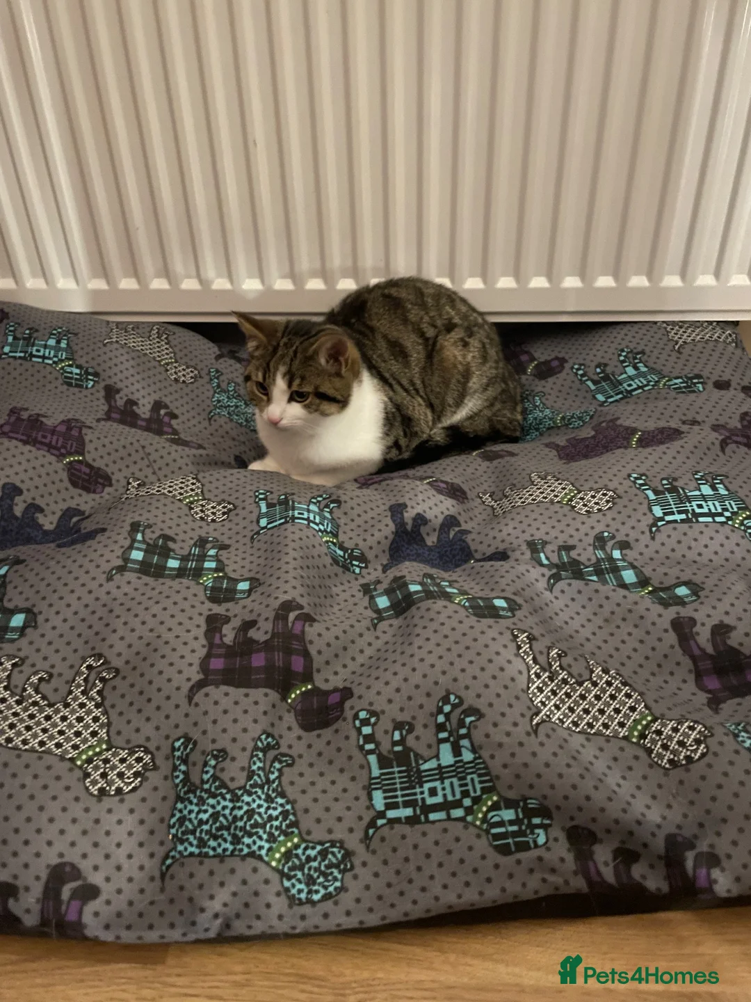 Mixed Breed cats for sale: Female 4 year old cat  - Advert 1