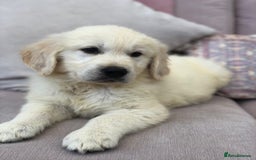 Golden Retriever dogs for sale: Home bred Chunky cream Goldie pups - Image 27