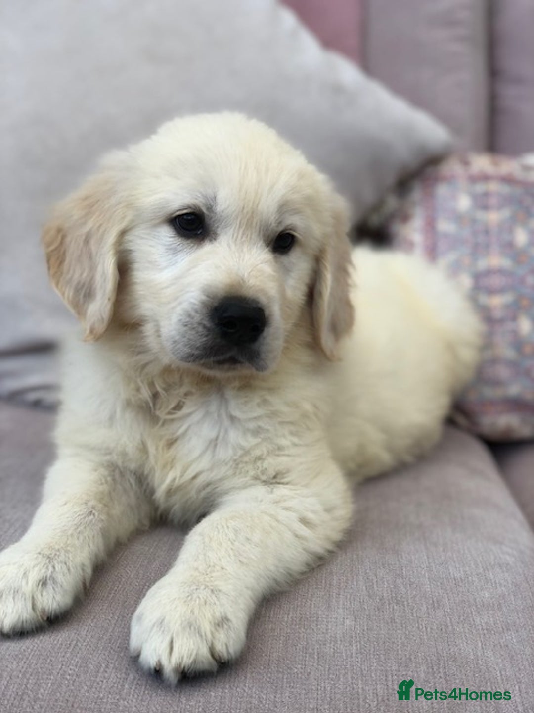 Golden Retriever dogs for sale: Home bred Chunky cream Goldie pups - Image 27