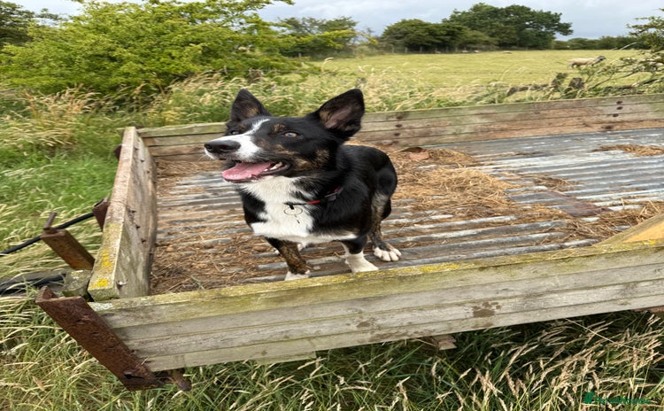 Border Collie dogs - Advert 1