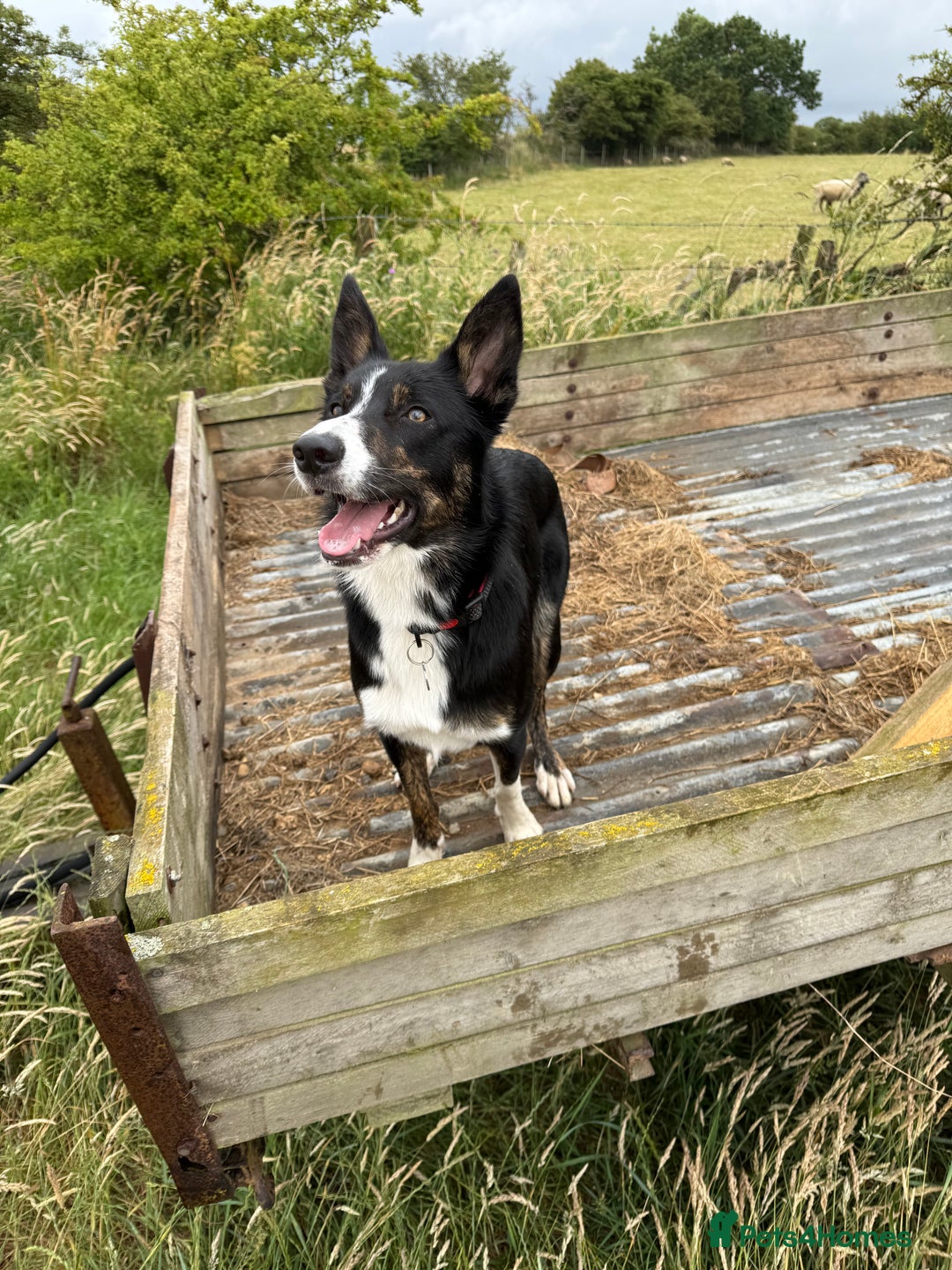Border Collie dogs for stud: Archie  - Image 1