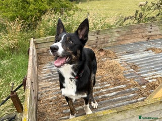 Border Collie dogs - Advert 9