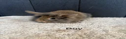 Mini Lop rabbits for sale: Stunning bunnies  - Advert 10