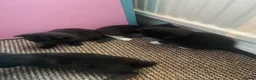 Domestic Shorthair cats for sale: Beautiful litter of Kittens 3xfemale 1xmale 😻 - Advert 5