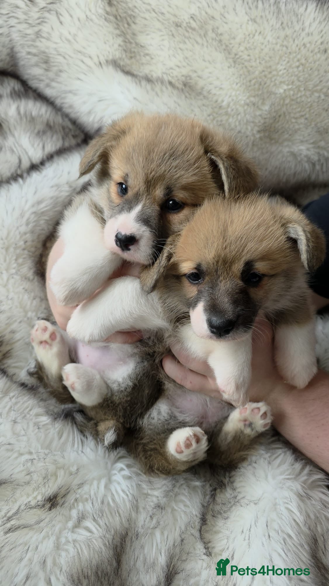 Welsh Corgi Pembroke dogs 2 Pembroke Corgi girls available - Advert 4