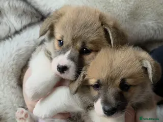 Welsh Corgi Pembroke dogs 2 Pembroke Corgi girls available - Advert 3