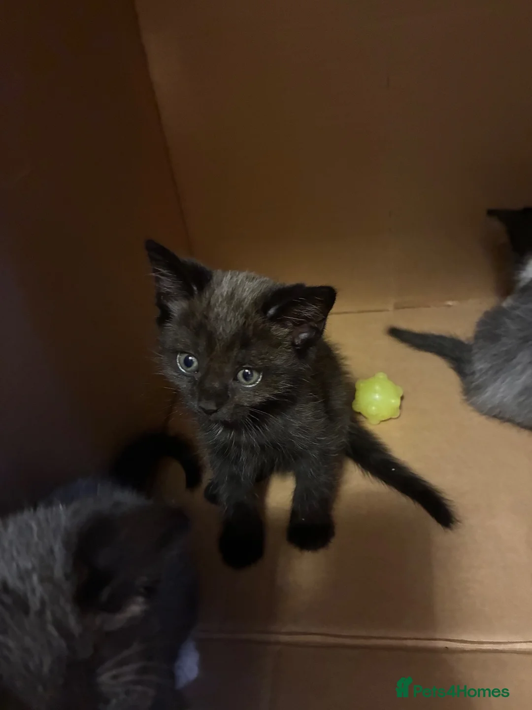 Mixed Breed cats for sale: Grey/black kitten  - Advert 5