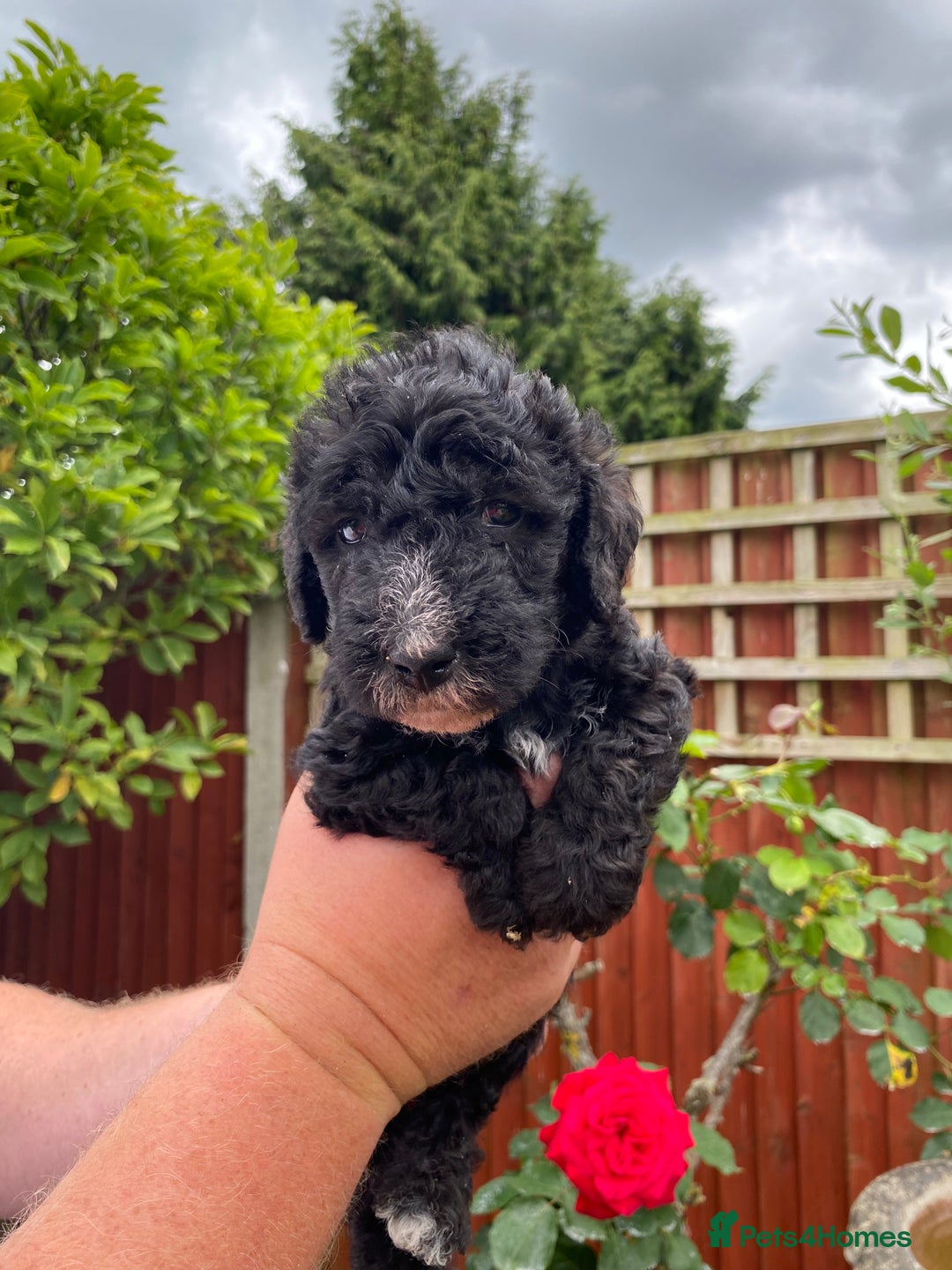 Bedlington Terrier dogs for sale: Bedlington Terrier puppies for sale in Hertford - Image 17
