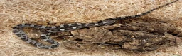 Corn Snake reptiles for sale: Beautiful, Captive-Bred Corn Snakes – DJL Exotics - Advert 6
