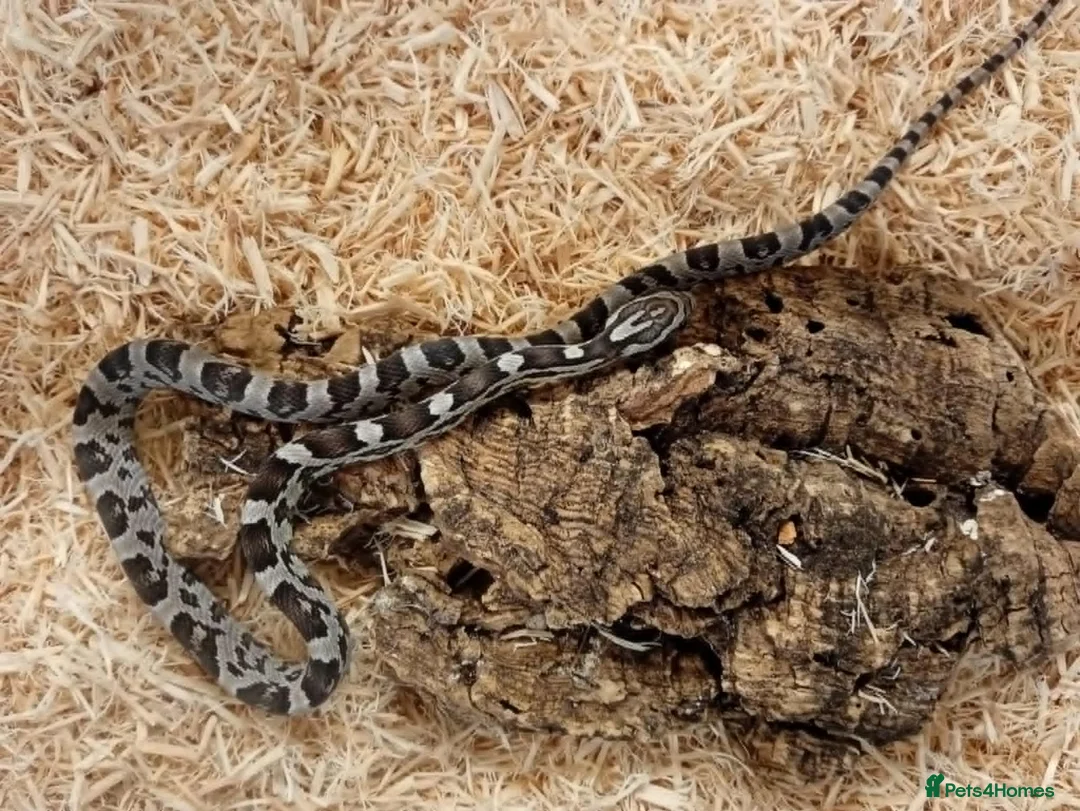 Corn Snake reptiles for sale: Beautiful, Captive-Bred Corn Snakes – DJL Exotics - Advert 6