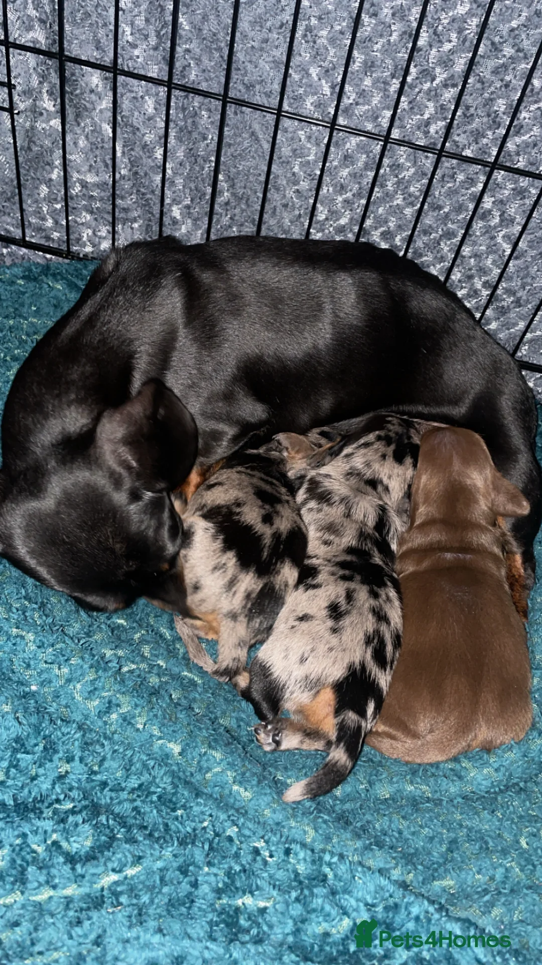 Miniature Dachshund dogs for sale: Miniature dachshunds  - Advert 1
