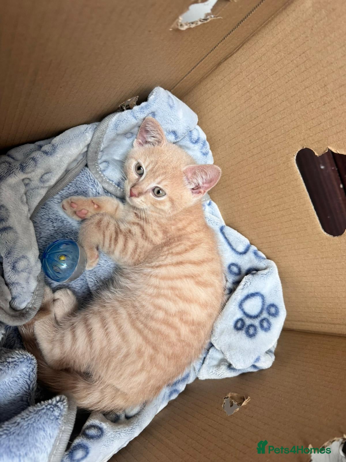 British Shorthair cats 10 week old male British shorthair  - Advert 19