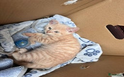 British Shorthair cats for sale: 10 week old male British shorthair  - Image 1