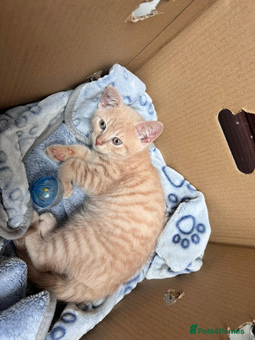 British Shorthair cats for sale: 10 week old male British shorthair  - Image 1
