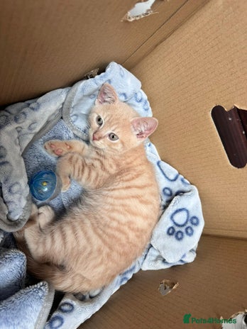 British Shorthair cats - Advert 6