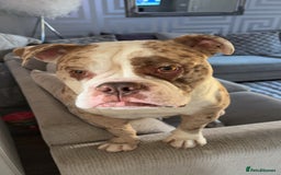 Olde English Bulldogge dogs for stud: OEB 🐶⭐️DEL~BOY ⭐️🐶 First time Stud  - Image 38