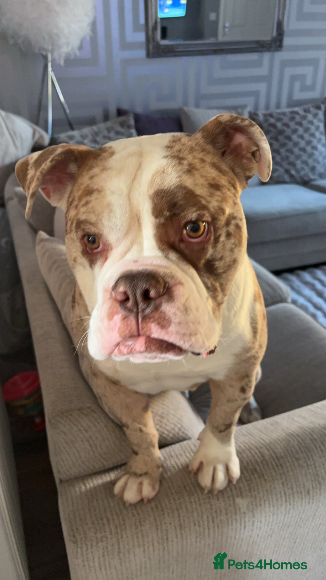 Olde English Bulldogge dogs for stud: OEB 🐶⭐️DEL~BOY ⭐️🐶 First time Stud  - Image 38