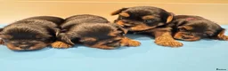 Yorkshire Terrier dogs for sale: ❣️ 🐾 Yorkshire Terrier Puppies – Ready to Reserve - Advert 1
