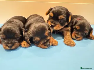 Yorkshire Terrier dogs Yorkshire Terrier Boys~Harry, Ron, Fred & George - Advert 15