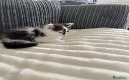 Mixed Breed cats for sale: 3 beautiful fluffy kittens  - Image 8