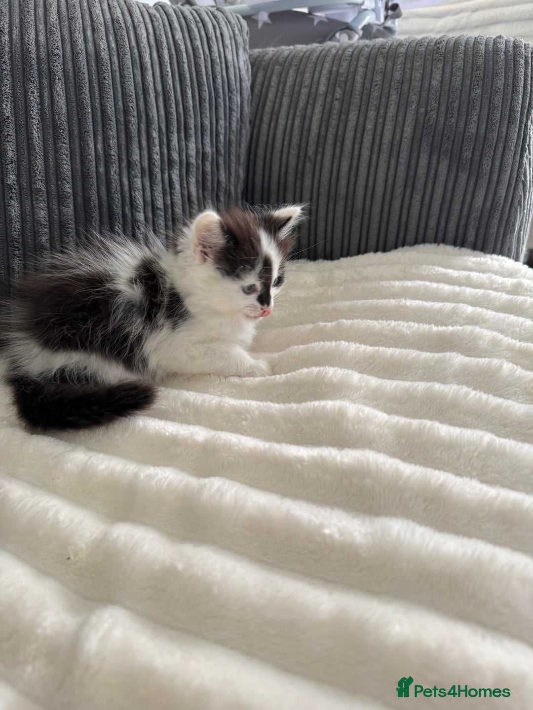 Mixed Breed cats for sale: 3 beautiful fluffy kittens  - Image 8
