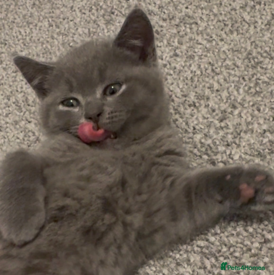 British Shorthair cats Adorable British Shorthair Blue Kittens - Advert 8
