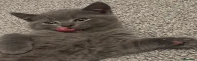 Smokey