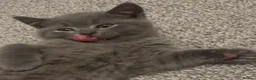 British Shorthair cats for sale: Adorable British Shorthair Blue Kittens - Advert 8
