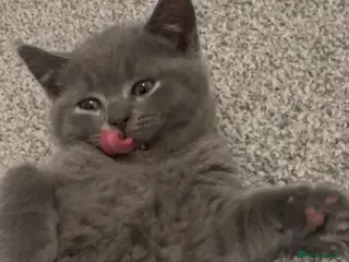British Shorthair cats Adorable British Shorthair Blue Kittens - Advert 8