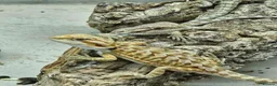 Bearded Dragon reptiles for sale: 1 Bearded Dragons  - Advert 3