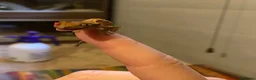 Gecko reptiles for sale: Crested Geckos x4 in Minehead - Advert 3