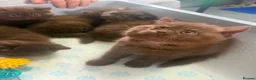 British Shorthair cats for sale: British Short Hair Chocolate Kittens in Stoke-on-Trent - Advert 8